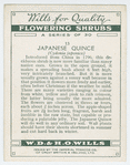 Japanese quince (Cydonia japonica).
