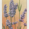 Lavender (Lavandula spica).