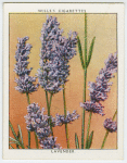 Lavender (Lavandula spica).