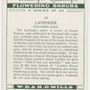 Lavender (Lavandula spica).