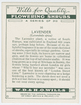 Lavender (Lavandula spica).