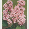 Lilac (Syringa vulgaris macrostachya).
