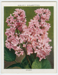 Lilac (Syringa vulgaris macrostachya).
