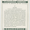 Lilac (Syringa vulgaris macrostachya).