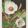 Shrubby magnolia (Magnolia parviflora).