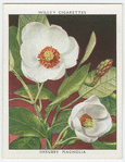 Shrubby magnolia (Magnolia parviflora).