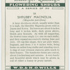 Shrubby magnolia (Magnolia parviflora).