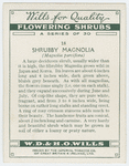 Shrubby magnolia (Magnolia parviflora).