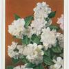 Philadelphus (P. Girandole).