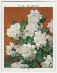 Philadelphus (P. Girandole).