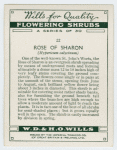 Rose of sharon (Hypericum calycinum).