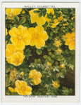 Yellow scotch rose (Rose spinosissima lutea).