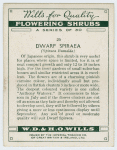 Dwarf spiraea (Spiraea Bumalda).
