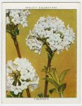 Viburnum (Viburnum fragrans).