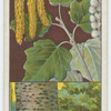 Abele, or white poplar (Populus alba).