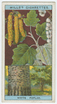 Abele, or white poplar (Populus alba).