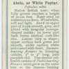 Abele, or white poplar (Populus alba).