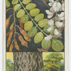 Acacia, or locust tree (Robinia pseudacacia).