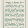 Acacia, or locust tree (Robinia pseudacacia).