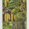 Common alder (Alnus glutinosa).