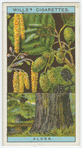 Common alder (Alnus glutinosa).