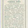 Common alder (Alnus glutinosa).