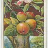 Crab, or wild apple (Pyrus malus).