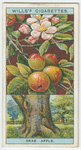 Crab, or wild apple (Pyrus malus).