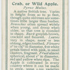 Crab, or wild apple (Pyrus malus).