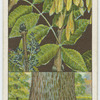 Ash (Fraxinus excelsior).