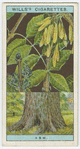 Ash (Fraxinus excelsior).