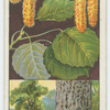 Aspen (Populus tremula).
