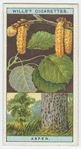 Aspen (Populus tremula).