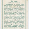 Aspen (Populus tremula).