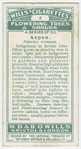 Aspen (Populus tremula).