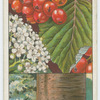 White beam (Pyrus aria).