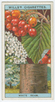 White beam (Pyrus aria).