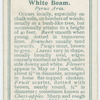 White beam (Pyrus aria).