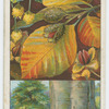 Beech (Fagus sylvatica).