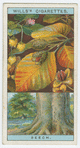 Beech (Fagus sylvatica).