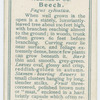 Beech (Fagus sylvatica).