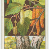 Silver birch (Betula alba).