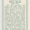 Silver birch (Betula alba).