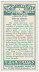 Silver birch (Betula alba).