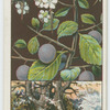Blackthorn, or sloe (Prunus communis; subspecies Prunus spinnosa).