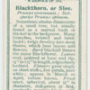 Blackthorn, or sloe (Prunus communis; subspecies Prunus spinnosa).