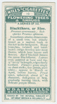 Blackthorn, or sloe (Prunus communis; subspecies Prunus spinnosa).