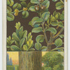 Box (Buxus sempervirens).