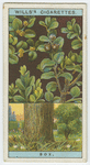 Box (Buxus sempervirens).