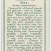 Box (Buxus sempervirens).